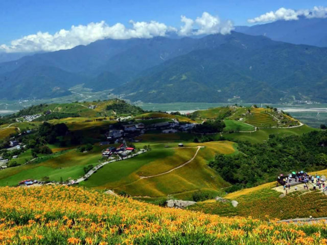 每年的8/10～9/10一個月的金針花季！花蓮富里鄉的六十石山。